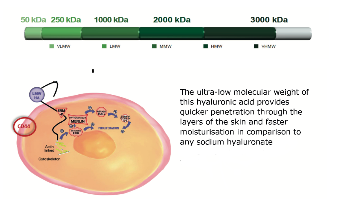 Hyaluronic Acid